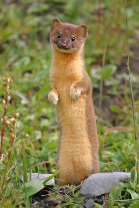 We are WEASEL people, living in a WEASEL world | The Empty Head