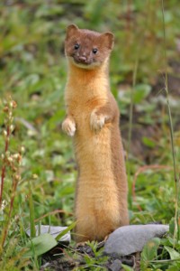 weasel